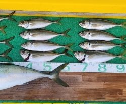 火遠理丸（ほおりまる） 釣果