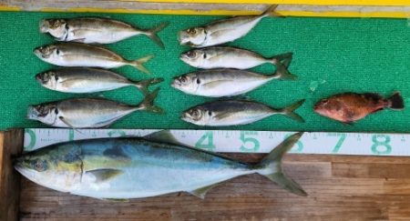 火遠理丸（ほおりまる） 釣果