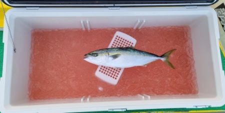 火遠理丸(ほおりまる) 釣果