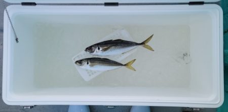 火遠理丸(ほおりまる) 釣果