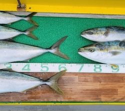 火遠理丸(ほおりまる) 釣果