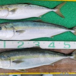 火遠理丸(ほおりまる) 釣果