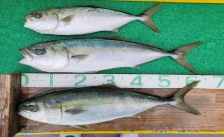 火遠理丸(ほおりまる) 釣果