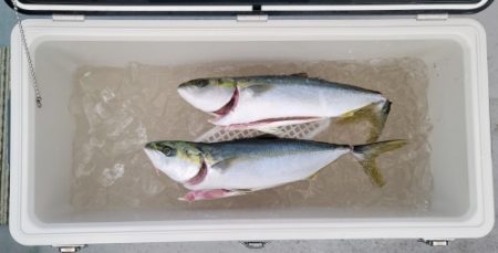 火遠理丸(ほおりまる) 釣果