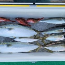 火遠理丸(ほおりまる) 釣果