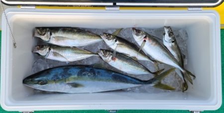 火遠理丸(ほおりまる) 釣果