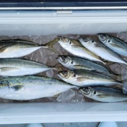 火遠理丸(ほおりまる) 釣果