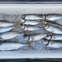 火遠理丸(ほおりまる) 釣果