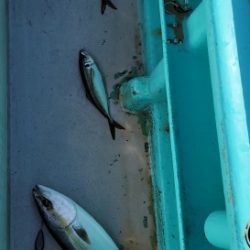 火遠理丸(ほおりまる) 釣果