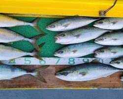 火遠理丸(ほおりまる) 釣果