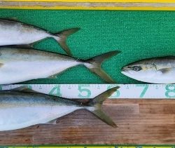 火遠理丸(ほおりまる) 釣果