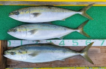 火遠理丸(ほおりまる) 釣果