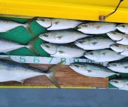 火遠理丸(ほおりまる) 釣果