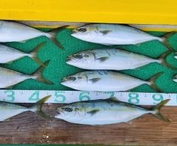 火遠理丸(ほおりまる) 釣果