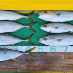 火遠理丸(ほおりまる) 釣果