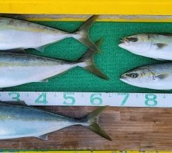 火遠理丸(ほおりまる) 釣果