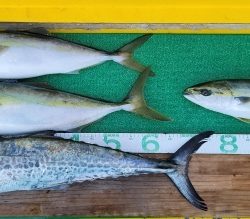 火遠理丸(ほおりまる) 釣果