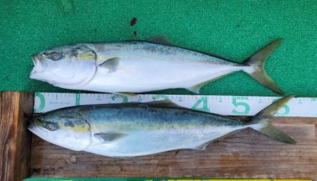 火遠理丸(ほおりまる) 釣果