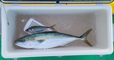 火遠理丸（ほおりまる） 釣果