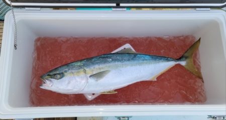 火遠理丸(ほおりまる) 釣果