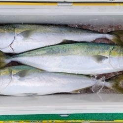 火遠理丸(ほおりまる) 釣果