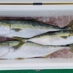 火遠理丸(ほおりまる) 釣果