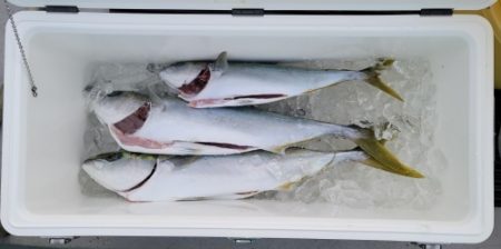 火遠理丸(ほおりまる) 釣果