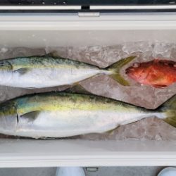 火遠理丸(ほおりまる) 釣果