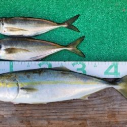 火遠理丸(ほおりまる) 釣果