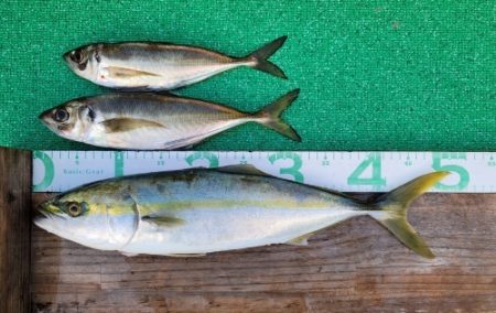 火遠理丸(ほおりまる) 釣果