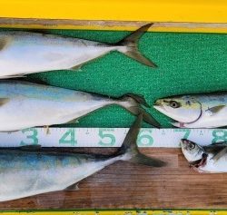 火遠理丸(ほおりまる) 釣果