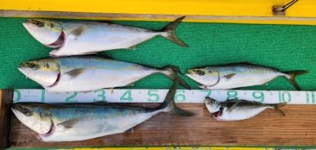 火遠理丸(ほおりまる) 釣果