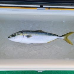 火遠理丸(ほおりまる) 釣果