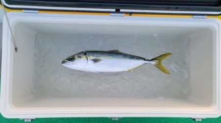 火遠理丸(ほおりまる) 釣果