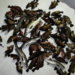 TOPGUN名古屋 釣果