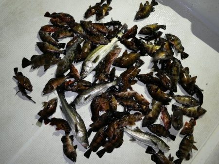 TOPGUN名古屋 釣果