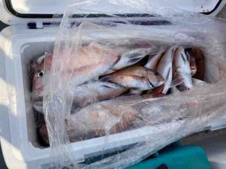 遊漁船 セトマリン 釣果