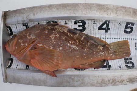 TOPGUN名古屋 釣果