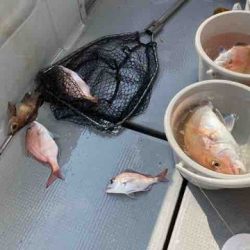 遊漁船 セトマリン 釣果