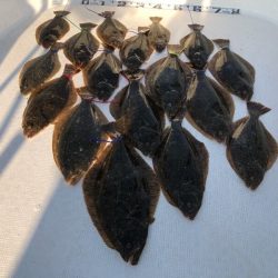 Magic（マジック） 釣果