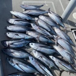 へいみつ丸 釣果