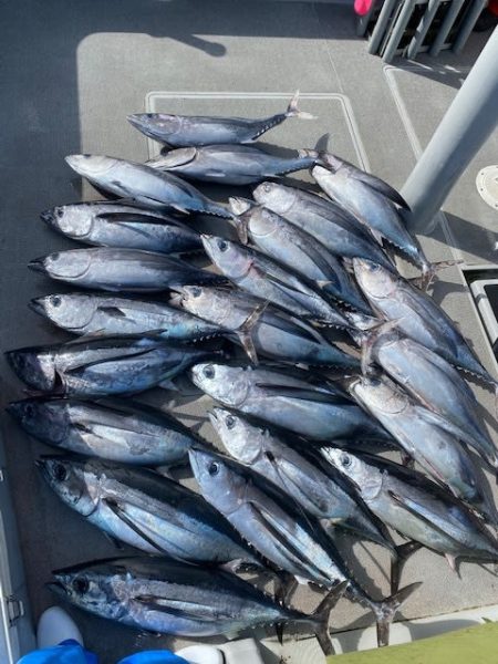 へいみつ丸 釣果