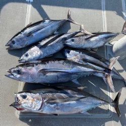 へいみつ丸 釣果