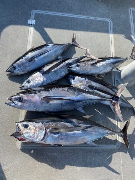 へいみつ丸 釣果