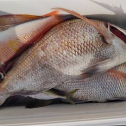 遊漁船 新鋭丸 釣果