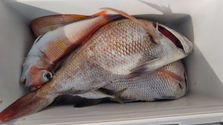 遊漁船 新鋭丸 釣果