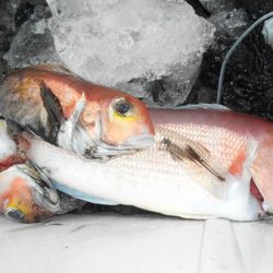 こうゆう丸 釣果