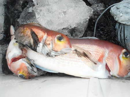 こうゆう丸 釣果