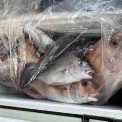 遊漁船 セトマリン 釣果