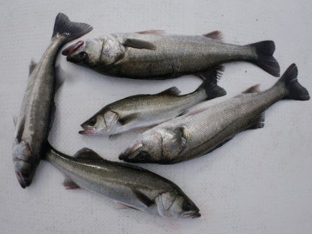 TOPGUN名古屋 釣果